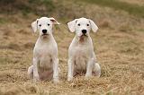 DOGUE ARGENTIN 206